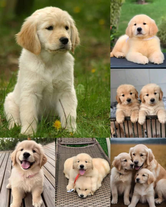 Facebook pet update complete update and format